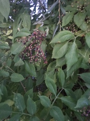 Sambucus nigra