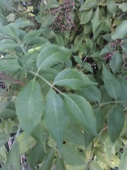 Sambucus nigra