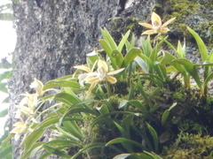 Coelogyne taronensis