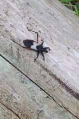 Microtomus purcis