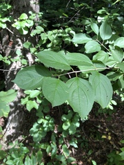 Rhamnus cathartica