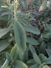 Saponaria officinalis