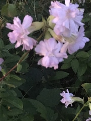 Saponaria officinalis