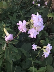 Saponaria officinalis