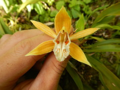 Coelogyne taronensis