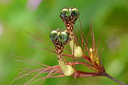 Ceropegia