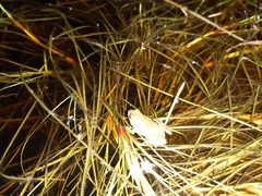 Microbatrachella capensis