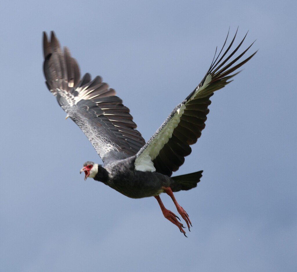 Northern Screamer