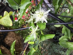 Passiflora malacophylla