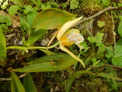 Coelogyne taronensis