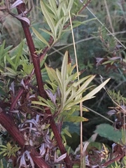 Artemisia vulgaris
