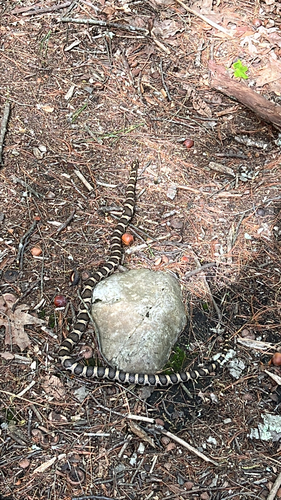 Eastern Milksnake