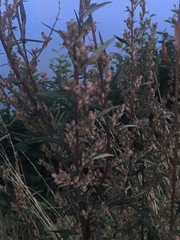 Artemisia vulgaris