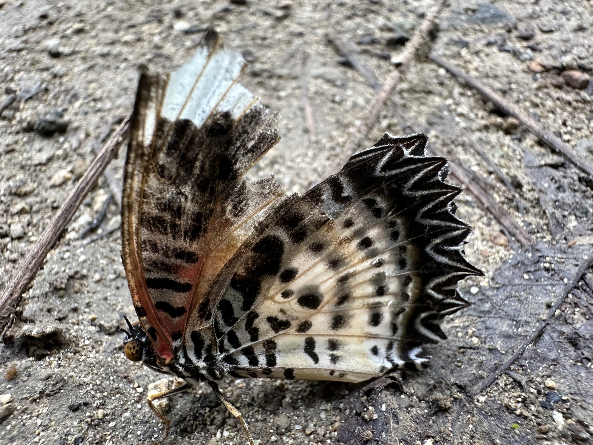 Leopard Lacewing