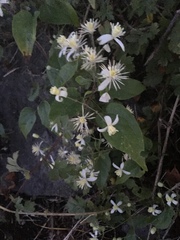 Clematis vitalba