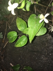 Clematis vitalba