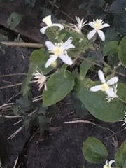 Clematis vitalba