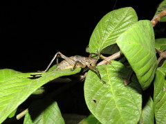 Ancistrocercus circumdatus