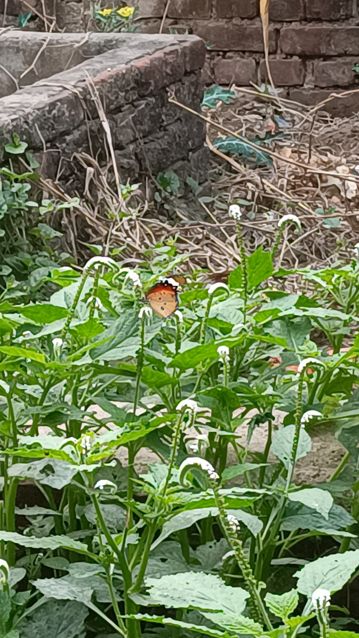 Plain Tiger