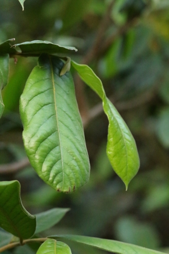 Image of Uvaria grandiflora by no rights reserved