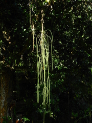 Rhipsalis lindbergiana
