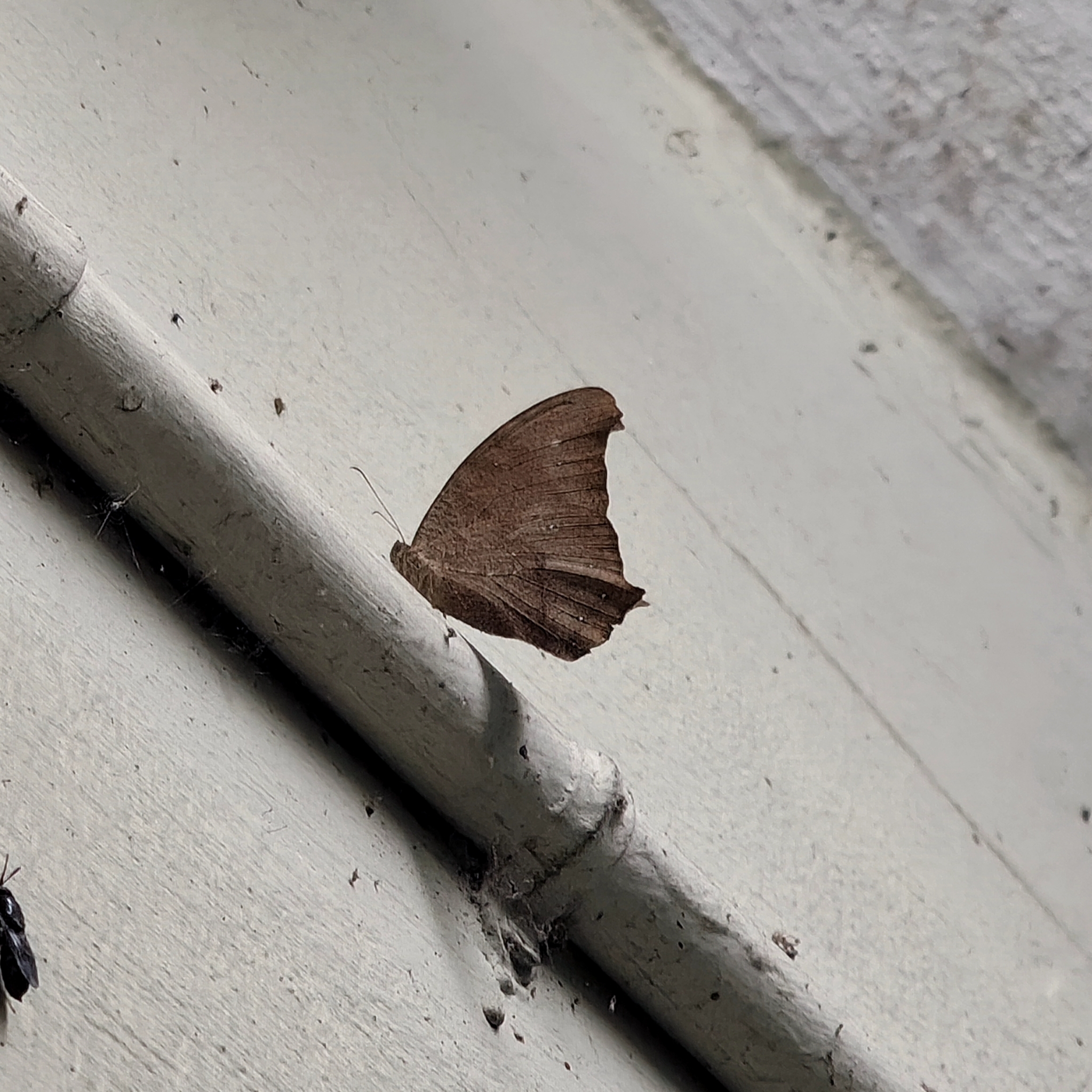 Common Evening Brown