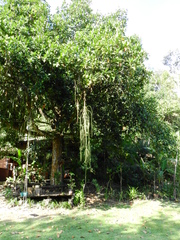 Rhipsalis lindbergiana