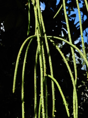 Rhipsalis lindbergiana