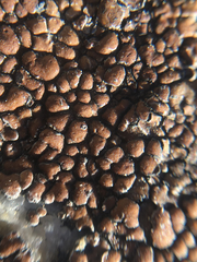 Rhizocarpon bolanderi