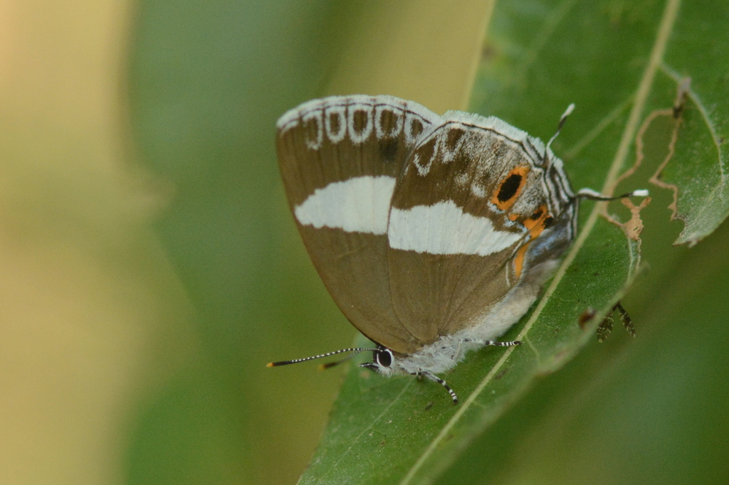 Euaspa