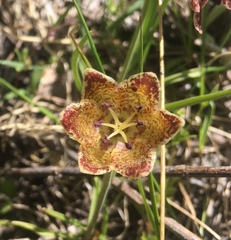 Fritillaria pinetorum