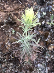 Castilleja grisea