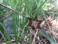 Fritillaria pinetorum