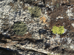 Rhizocarpon bolanderi