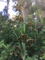 Fritillaria pinetorum