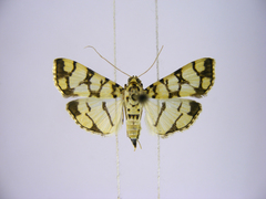 Pardomima callixantha
