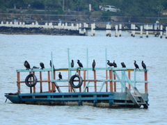 Nannopterum brasilianum