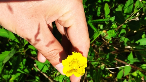 Creeping cinquefoil