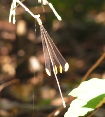 Mecistogaster ornata