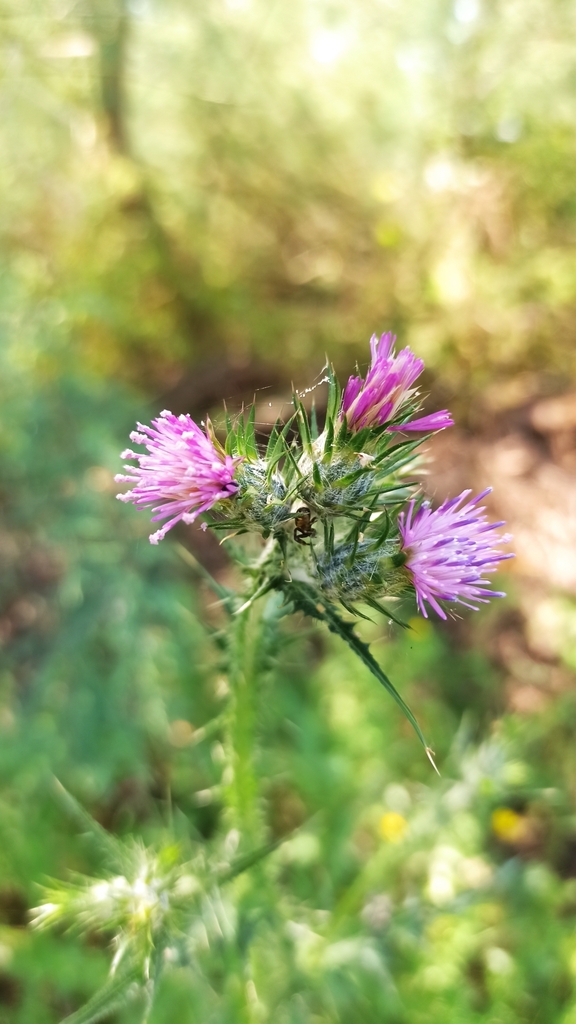 Italian thistle