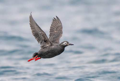 Spectacled Guillemot