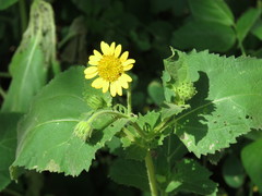 Simsia foetida