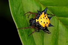 Gasteracanthinae