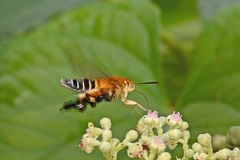 Sesiidae