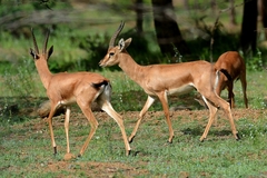 Gazella bennettii