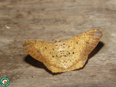Certima turmalis