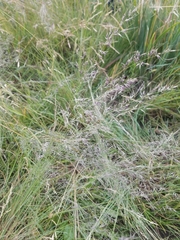 Muhlenbergia montana
