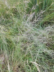 Muhlenbergia montana