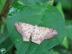 Certima turmalis
