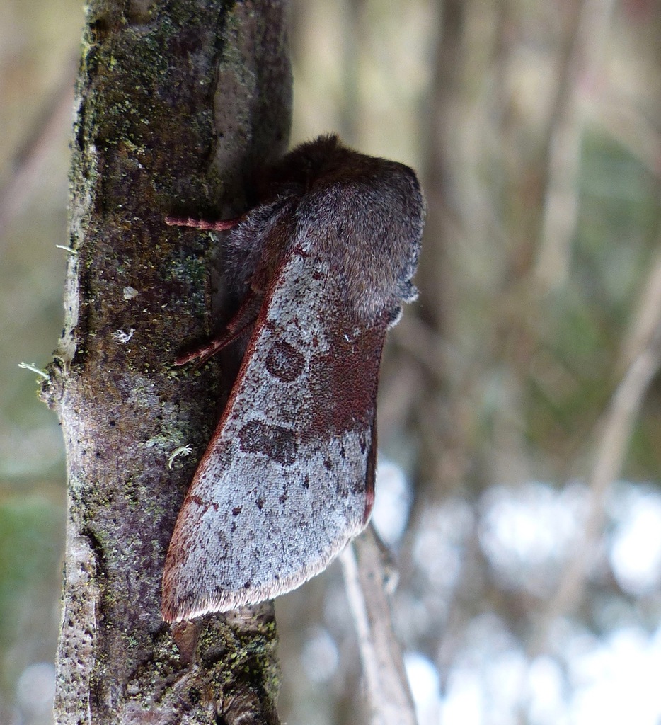 Orthosia pulchella achsha